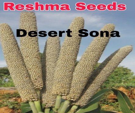 Desert Sona Pearl Millet