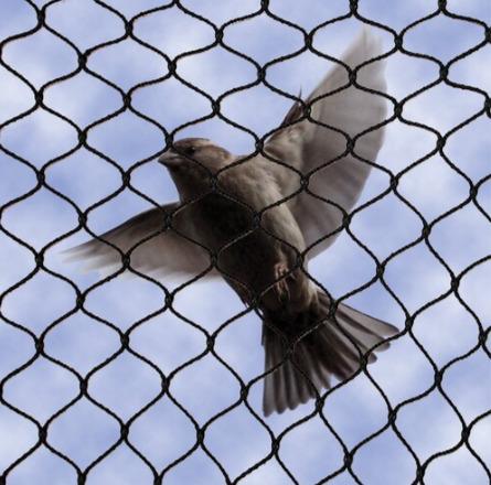 Bird Protection Nets