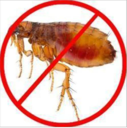 Cockroach Control Services