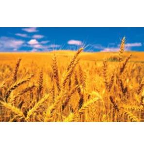 Wheat Seeds