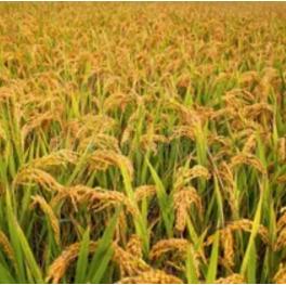 Research Paddy Seeds
