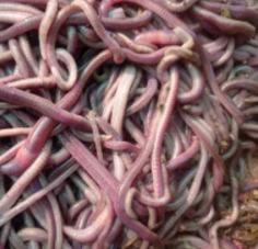 Earthworm