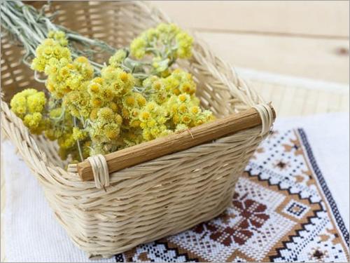 Helichrysum Italicum Oil 