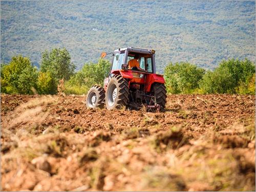 Italicum Essential Oil