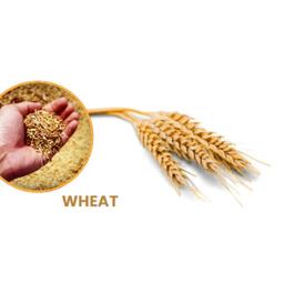 Wheat