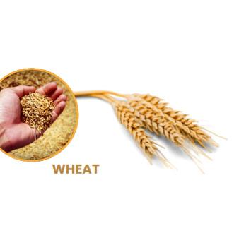 Wheat