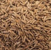 Jeera/ Cumin