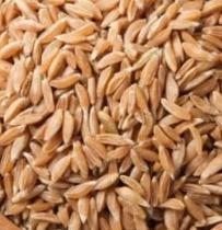 Wheat Khapli