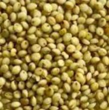 Browntop Millet
