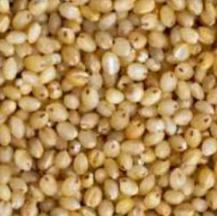 Foxtail Millet