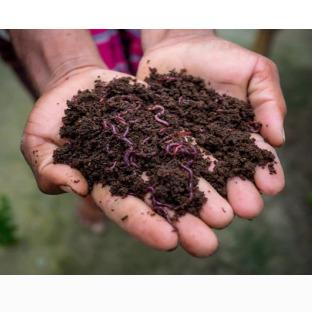 Vermiculture - Krishak Bondhu