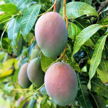 Fruits