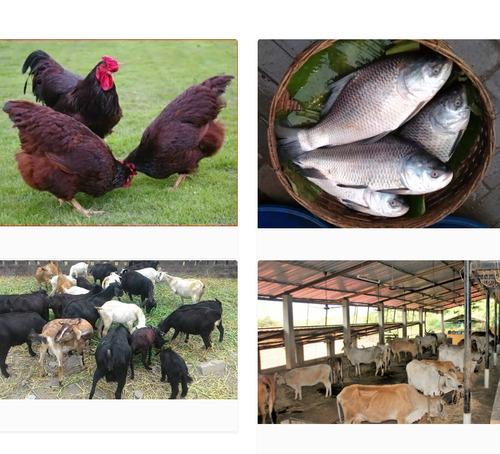 Animal husbandry