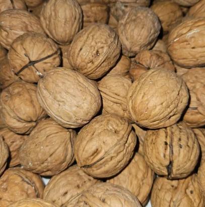 Whole Raw InShell Walnut/Akhrot (Chile/Chilean Origin)