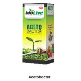 Acetobacter