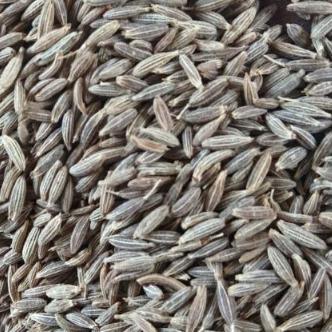 Cumin Seeds