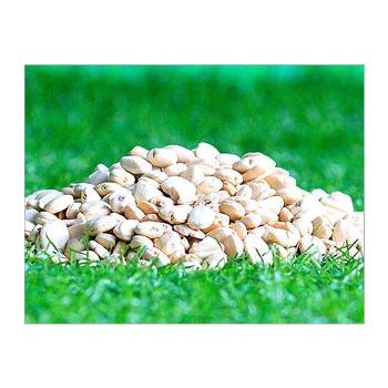 Dehusked Tamarind Seed