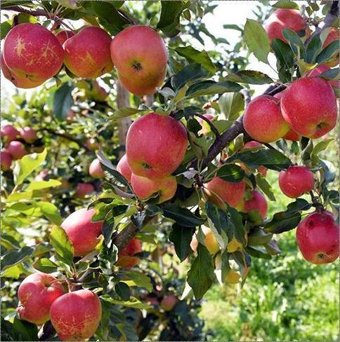 Fresh Apple