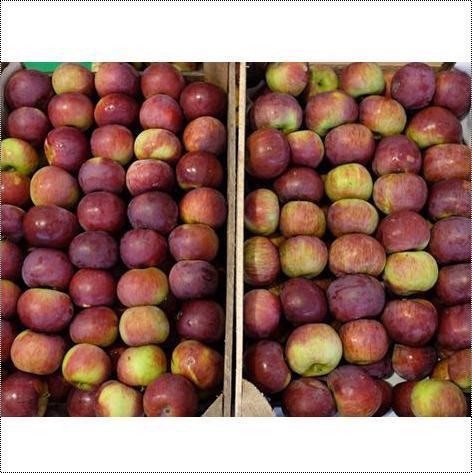 Red Juicy Apple
