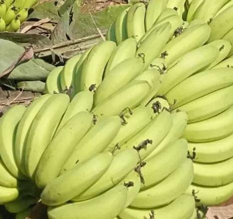Fresh Green Banana