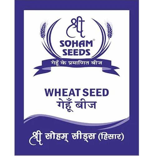 Wheat Grain Seed
