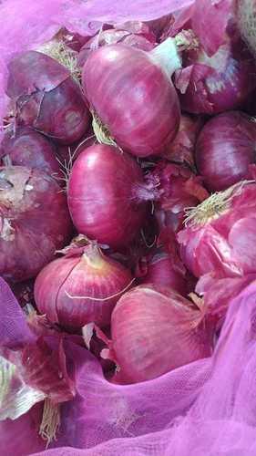 Fresh Onion