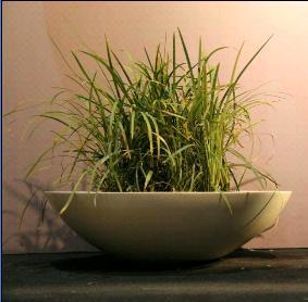 Designer pot