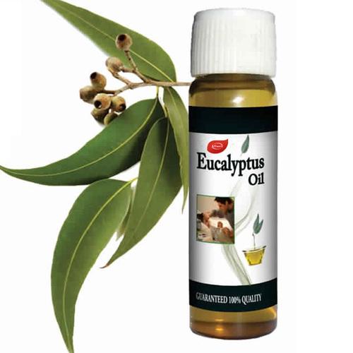 Eucalyptus