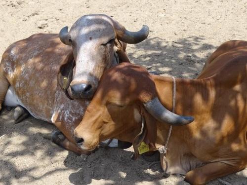 Gir Cow