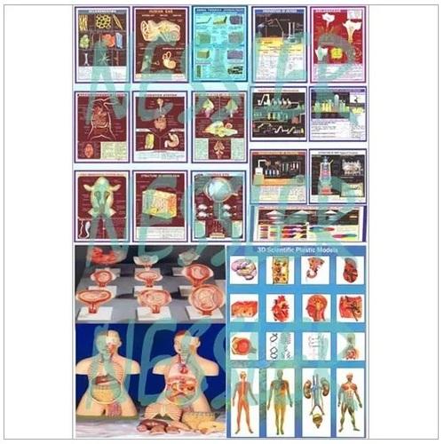 Biology Models & Charts