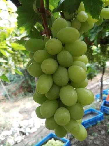 Thompson Seedless