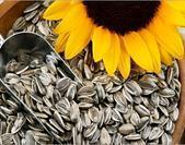 Sunflower bajra seed