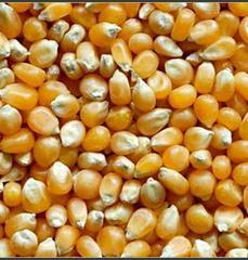 Maize seed
