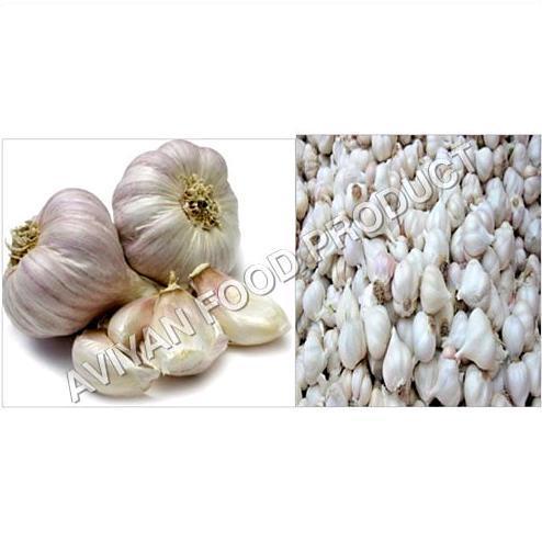 Garlic