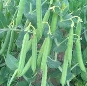 PEAS SEED