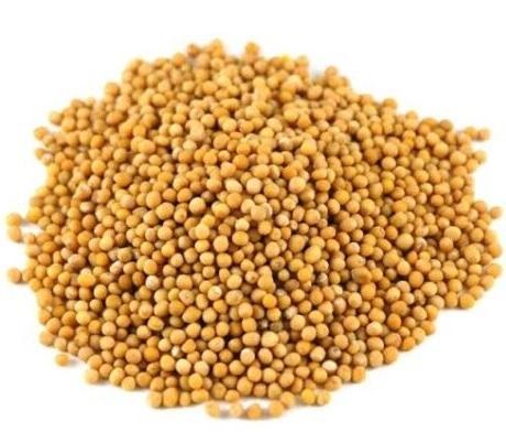 Mustard Yellow-Pili Sarson