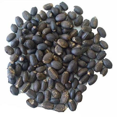 Ratanjot Seed