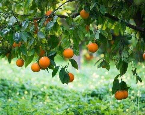 Horticulture Plants Services