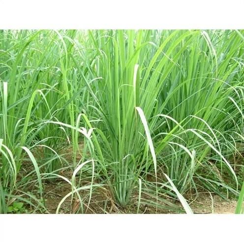 Lemon Grass Farming Plant