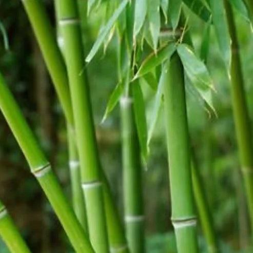 Bamboo Plant