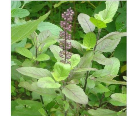 Tulsi Plants