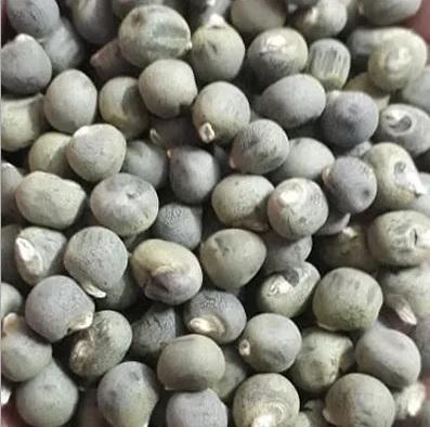 Vegetable Seeds