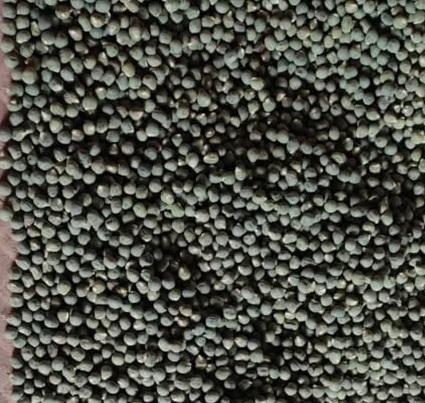 Vegetable Seeds