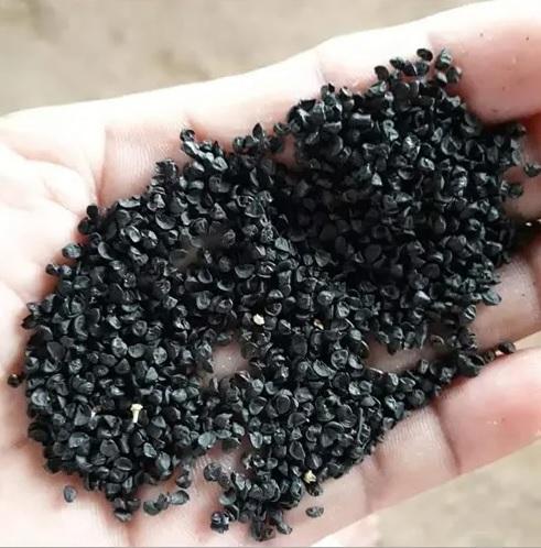 Red Onion Seeds