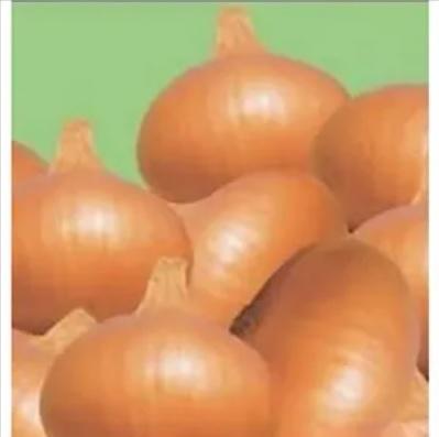 Light Red Onion
