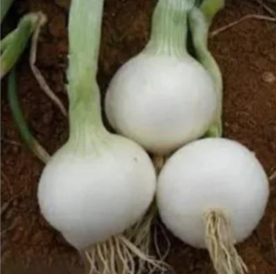 Fresh White Onion
