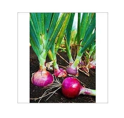 Indian Red Onion