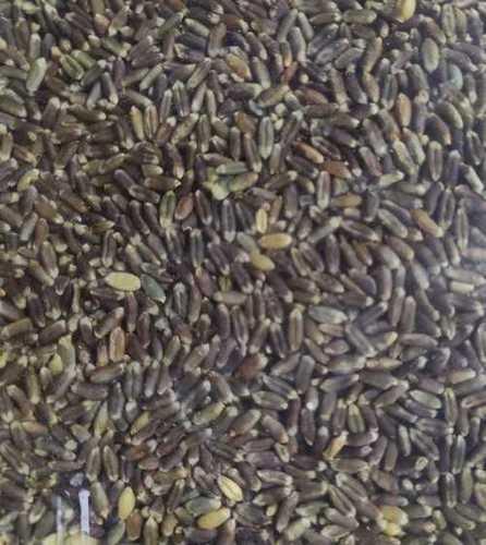 Black wheat
