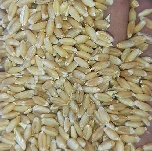 Wheat Seeds