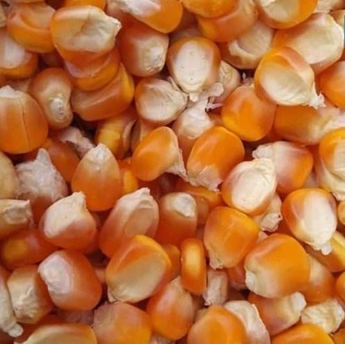 Natural Corn Seeds